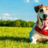 10 Health And Happiness Tips For Dogs