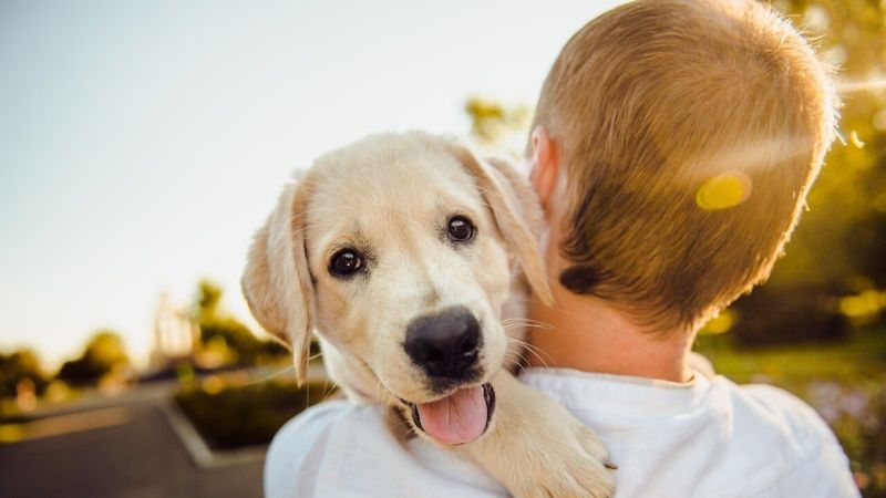 9 Best Dog Care Tips For New Pet Owners