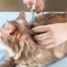 9 Essential Vaccinations And Preventive Care For Pets