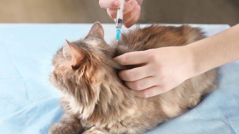 9 Essential Vaccinations And Preventive Care For Pets