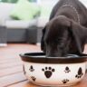 8 Best Nutrition Tips for Dogs with Allergies