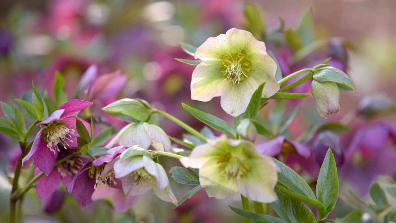 8 Top Shrubs for Shade That Flourish Without Much Sun