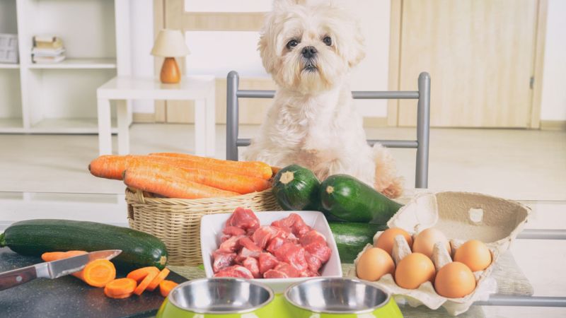 9 Best Dog Nutrition Tips For Health