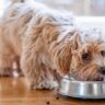 9 Best Nutrition For Dogs By Breed