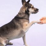 9 Best Practices For Training With Dogs