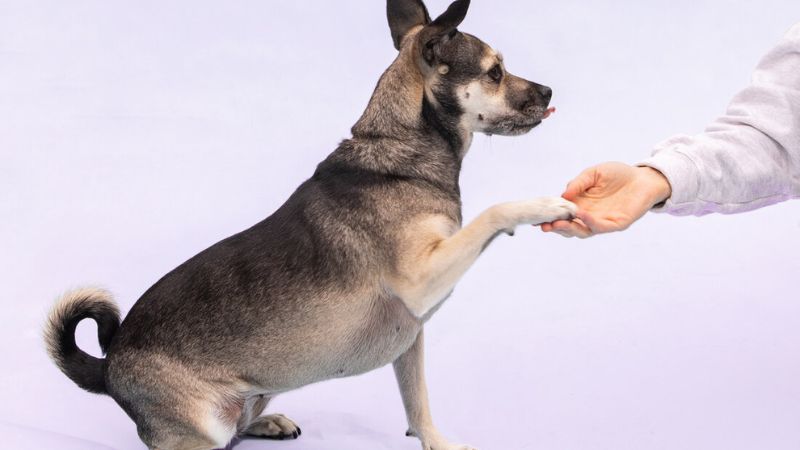 9 Best Practices For Training With Dogs