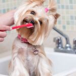 9 Dental Care Tips For Dogs And Cats
