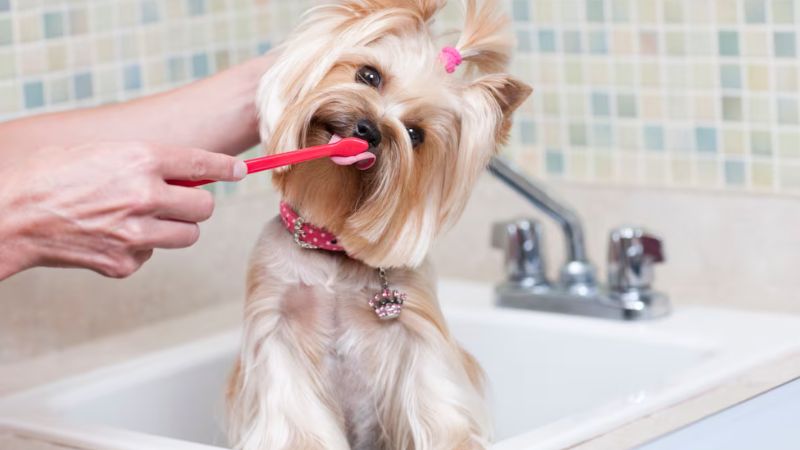 9 Dental Care Tips For Dogs And Cats