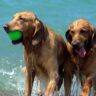 Best 10 Tips For Pet Safety In Summer Months