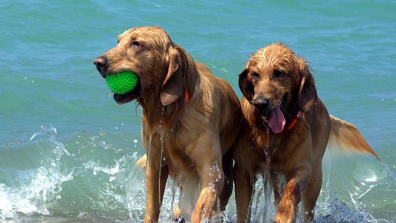 Best 10 Tips For Pet Safety In Summer Months