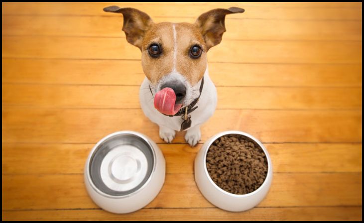 Choose High-Quality Dog Food