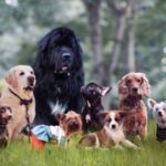 Deciding On The Appropriate 9-Dog Breed For Your Lifestyle