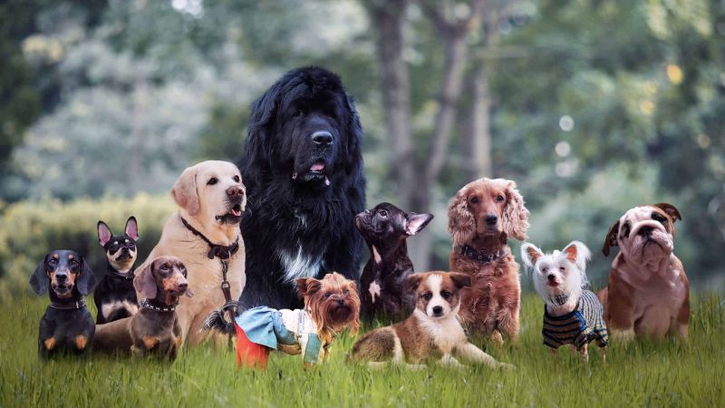 Deciding On The Appropriate 9-Dog Breed For Your Lifestyle