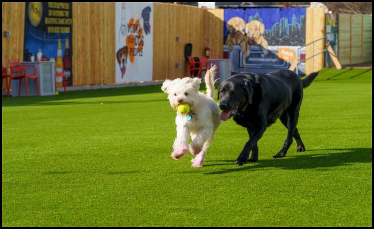 Fetch in the Park