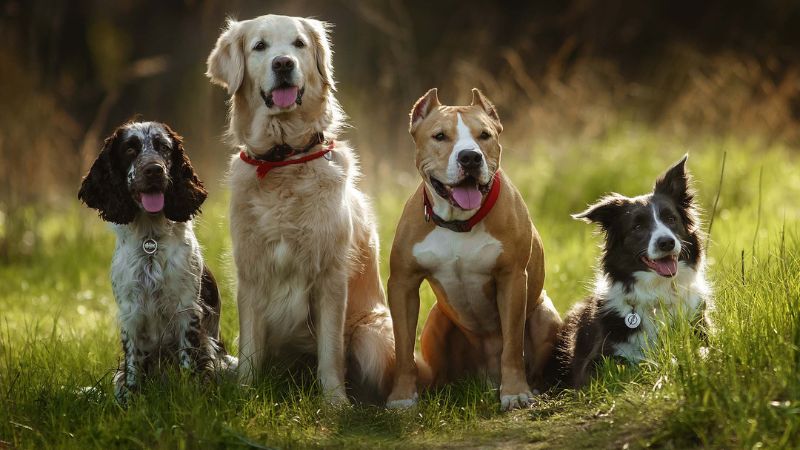 9 Tips to Choose The Right Dog Breeds