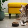 How to Choose the Right Food for Your Pet A Comprehensive Guide