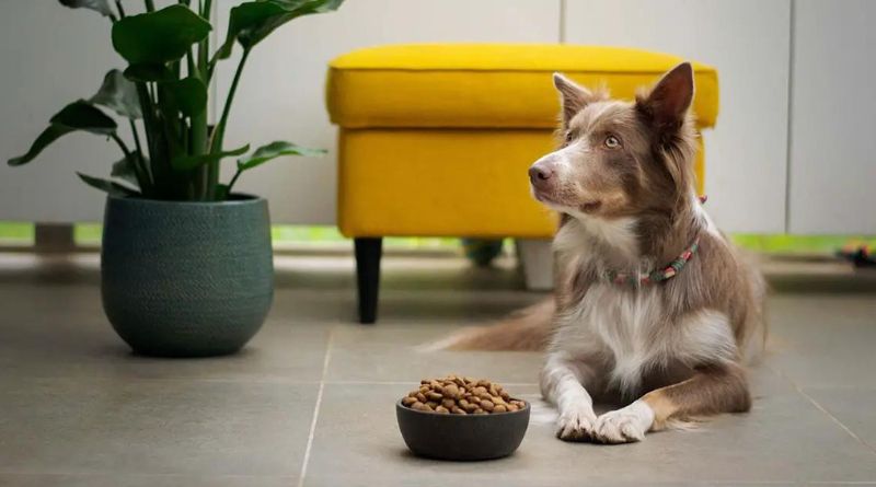 How to Choose the Right Food for Your Pet A Comprehensive Guide