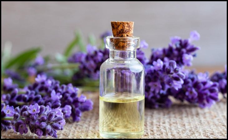 Lavender Oil