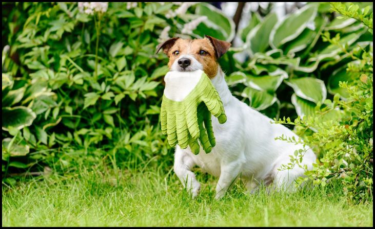 Practice Pet-Safe Gardening