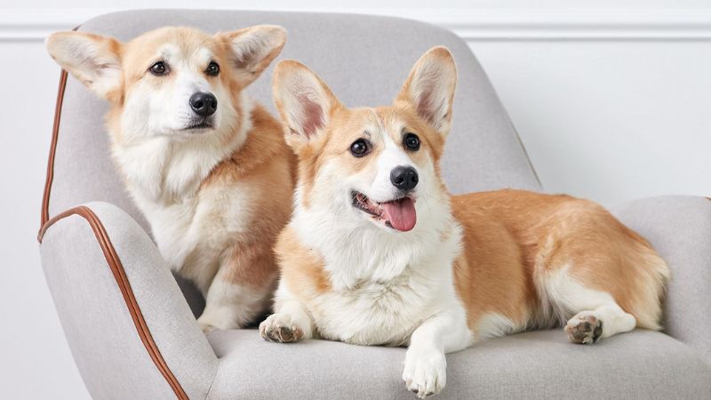 The 7 Clingy Dog Breeds That Require the Most Cuddles