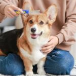 Top 10 Essential Supplies Every New Pet Owner Needs