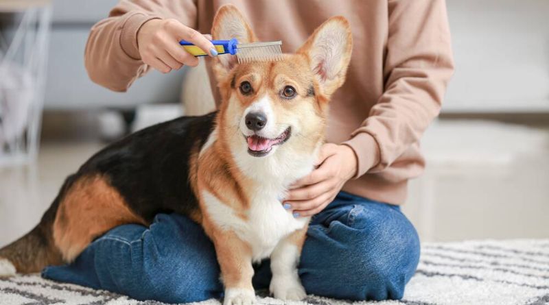 Top 10 Essential Supplies Every New Pet Owner Needs