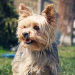 Top 6 Reasons to Own a Yorkie