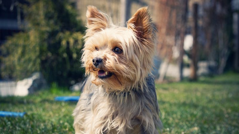 Top 6 Reasons to Own a Yorkie